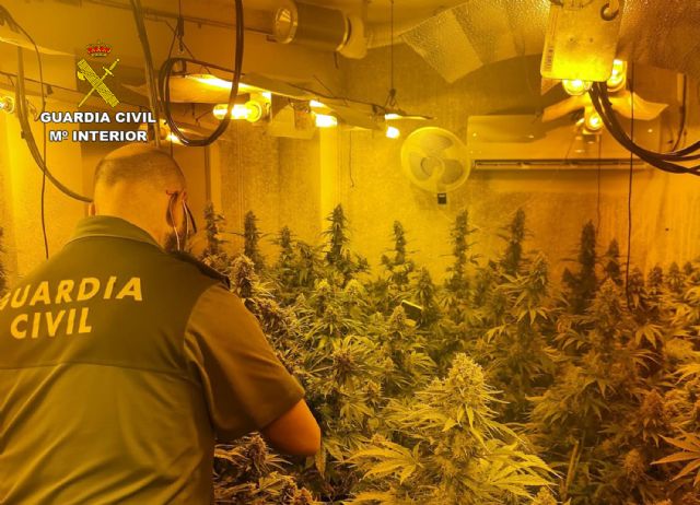 La Guardia Civil desmantela en Fortuna un punto de cultivo ilícito de marihuana