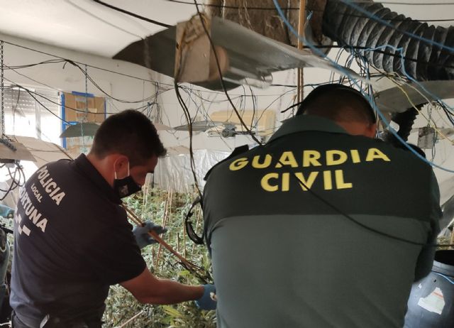 La Guardia Civil desmantela un invernadero de marihuana con más de 200 plantas en Fortuna