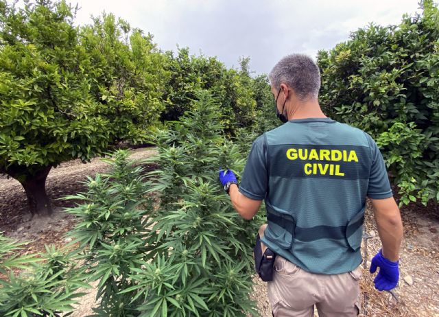 La Guardia Civil desmantela un clan familiar que cultivaba marihuana en una finca de Fortuna
