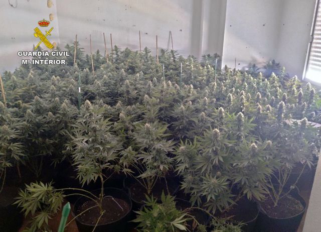 La Guardia Civil desmantela en un piso de Fortuna un invernadero con más de un centenar de plantas de marihuana